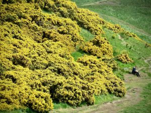 An apparent bookworm sits among the yellow gorse in Holyrood Park, Edinburgh