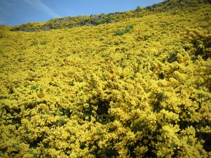 A veritable sea of yellow gorse shines on a sunny May day in Holyrood Park, Edinburgh
