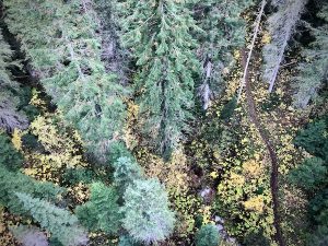 The view from one of the train trestles that soar above the treetops below the Hiawatha Trail