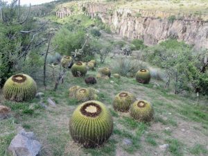Happy golden barrel cactus as the botanical garden in San Miguel de Allende