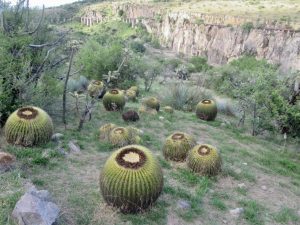 Happy golden barrel cactus as the botanical garden in San Miguel de Allende