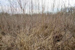 Only 4 percent of the nation's tallgrass remains from an area that used to stretch from Texas to Minnesota