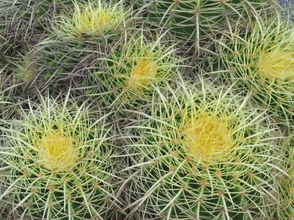 Baby golden barrel cactus at El Charco del Ingenio botanical gardens in San Miguel de Allende