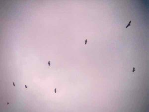 In search of blood, flying foxes, aka giant fruit bats, fill the sky at dusk