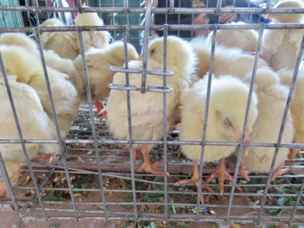 Chicks for sale inside the Tuesday Market in San Miguel de Allende