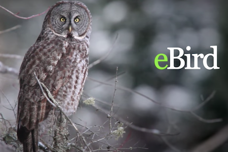eBird