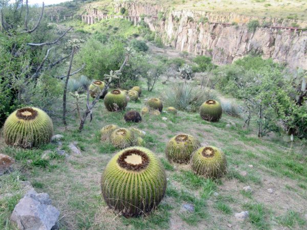 Barrel cactus near the canyon at el Charco del Ingenio botanical garden