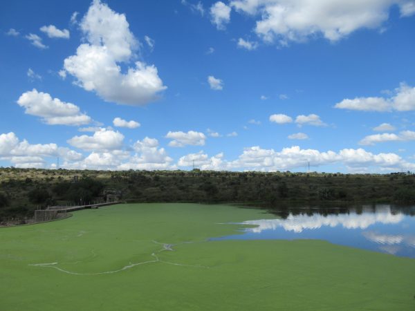 Algae covers the reservoir at el Charco del Ingenio botanical gardens
