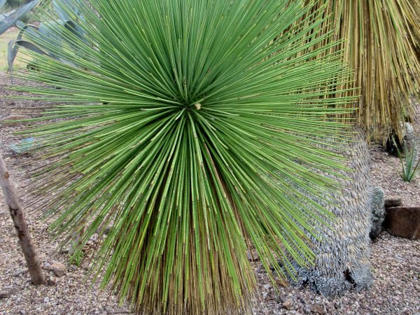 Adorable sotol palm at el Charco del Ingenio botanical garden